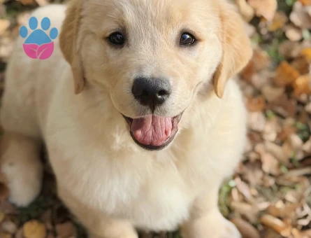 Çok Sevimli Golden Retriever Yavrumuz - 9071 - Görsel 4