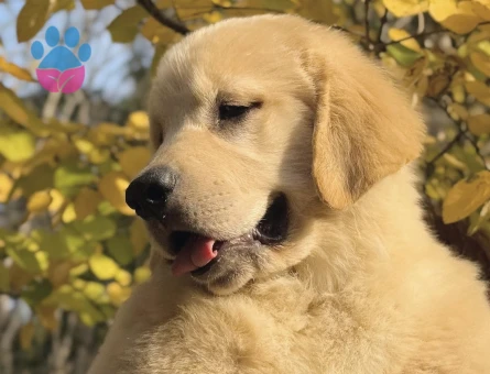 Çok Sevimli Golden Retriever Yavrumuz - 9071 - Görsel 3