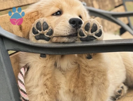 Golden Retriever Yavrumuz efsane bebekler - 9072