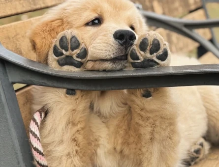 Golden Retriever Yavrumuz efsane bebekler - 9072