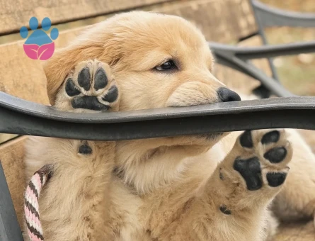 Golden Retriever Yavrumuz efsane bebekler - 9072 - Görsel 4