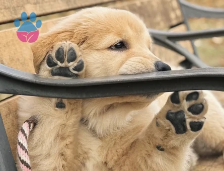 Golden Retriever Yavrumuz efsane bebekler - 9072 - Görsel 3