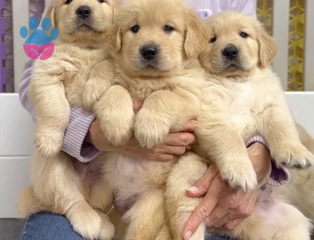 Sevgi Dolu Golden Retriever Yavrumuz pıtırcık bebekler - 9073