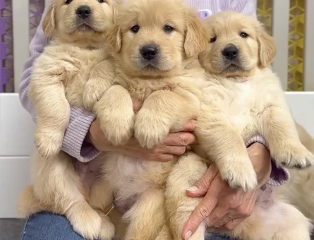 Sevgi Dolu Golden Retriever Yavrumuz pıtırcık bebekler - 9073