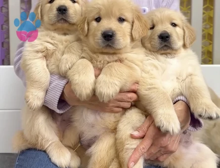 Sevgi Dolu Golden Retriever Yavrumuz pıtırcık bebekler - 9073 - Görsel 3