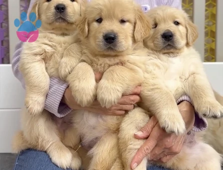 Sevgi Dolu Golden Retriever Yavrumuz pıtırcık bebekler - 9073 - Görsel 4