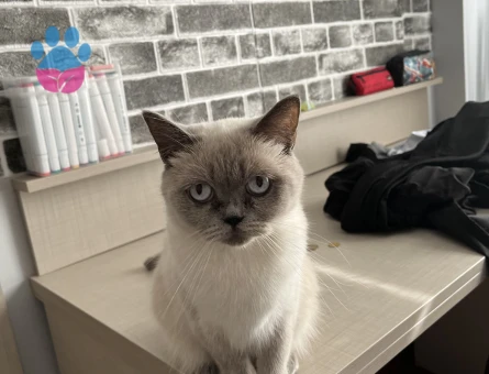 British blue point Cinsi kedi sahiplendiriyoruz - 9074 - Görsel 2