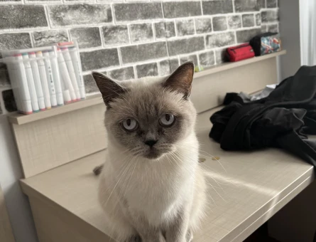 British blue point Cinsi kedi sahiplendiriyoruz - 9074