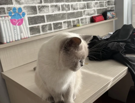 British blue point Cinsi kedi sahiplendiriyoruz - 9074 - Görsel 3