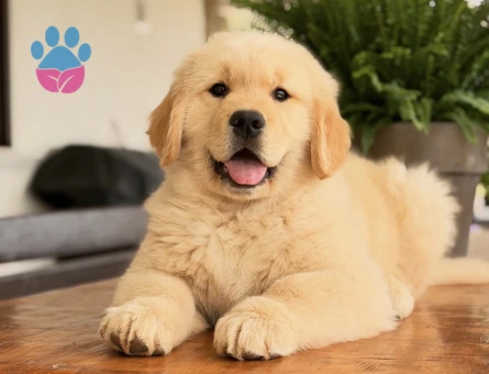 Golden Retriever Yavrularımız - 9077 - Görsel 3