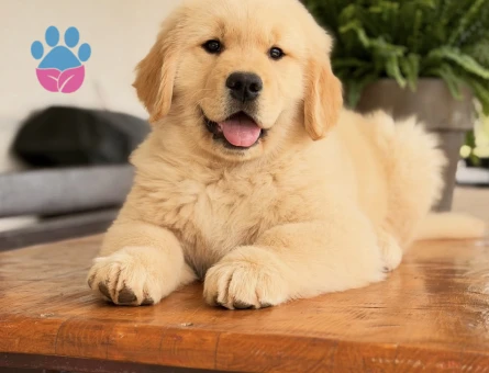 Golden Retriever Yavrularımız - 9077