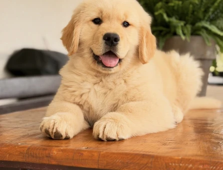 Golden Retriever Yavrularımız - 9077