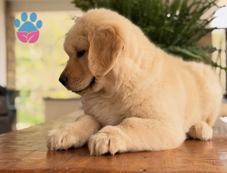 Golden Retriever Yavrularımız - 9077 - Görsel 4