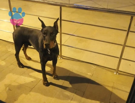 3 yaşında A Scr Erkek Doberman - 9079