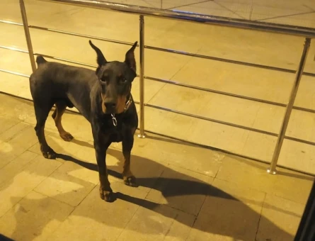 3 yaşında A Scr Erkek Doberman - 9079