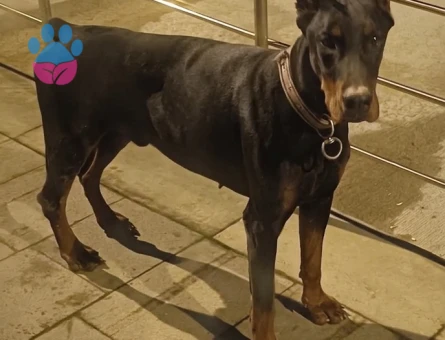 3 yaşında A Scr Erkek Doberman - 9079 - Görsel 3