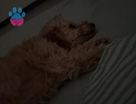 Poodle cinsi - 9081