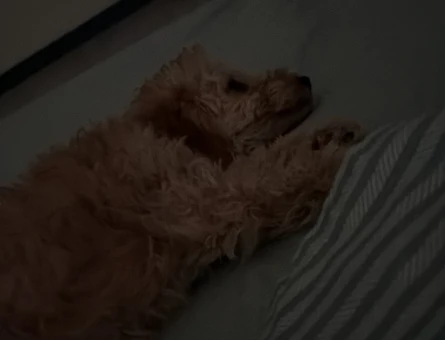 Poodle cinsi - 9081