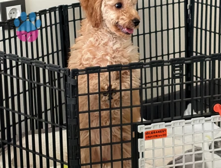 Poodle cinsi - 9081 - Görsel 3