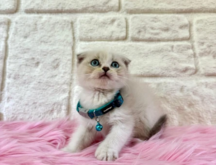 Scottish Fold Bluepoint 2 Aylık