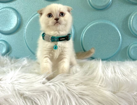 Scottish Fold Bluepoint Erkek 2 Aylık