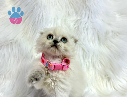 Scottish Fold Longhair Dişi 2 Aylık