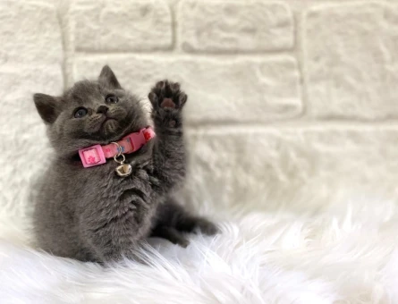 British Shorthair Uysal Gri Yavrumuz