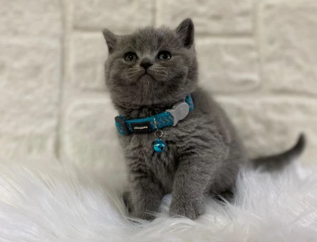 Asil Yakışıklı: 2 Aylık British Shorthair Erkek Yavrumuz