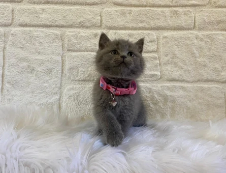 Gri Sessizliğin Simgesi: British Shorthair Dişi Yavrumuz Yuva Arıyor