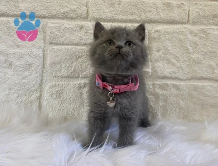 Gri Sessizliğin Simgesi: British Shorthair Dişi Yavrumuz Yuva Arıyor