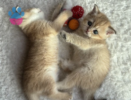 British short hair yavruları