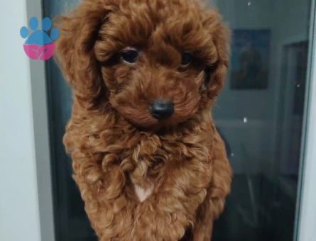 Büyümeyen Mikro Boy Toy Poodle Yavruları Aşıları Tam - 11248 - Görsel 3