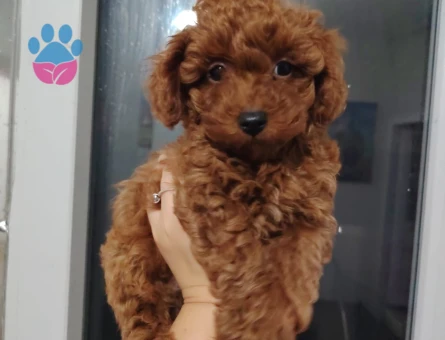 Tuvalet Eğitimli Antialerjik Toy Poodle Dişi Erkek - 11247 - Görsel 3