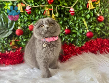 Scottish Fold Gri Dişi 2 Aylık