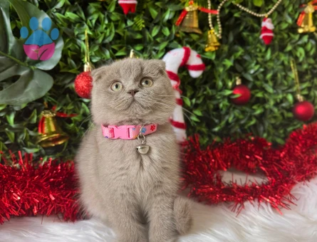 Scottish Fold Lilac Dişi 2 Aylık