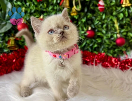 British Shorthair Bluepoint Dişi 2 aylık