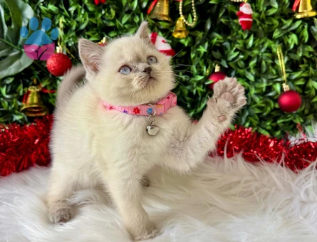 British Shorthair Bluepoint Dişi 2 aylık