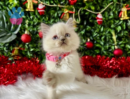 British Shorthair Bluepoint Dişi Yavrumuz 2 Aylık