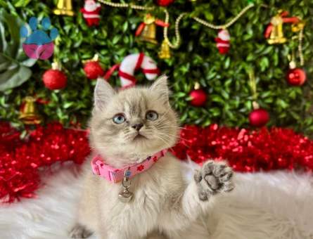 Lynx Point British Shorthair 2 Aylık