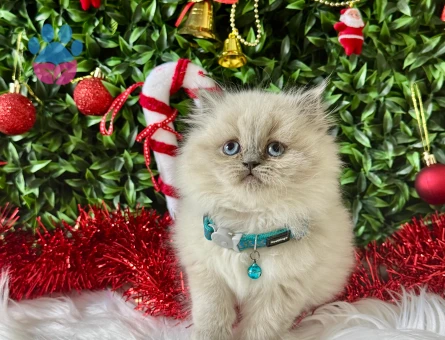 British Longhair Erkek 2 Aylık Yavrumuz