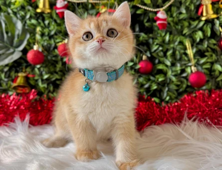 British Shorthair Golden Ny11 Erkek 2 Aylık