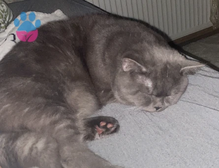 PELUŞ TÜYLÜ KİKO YENİ AİLE ARIYOR