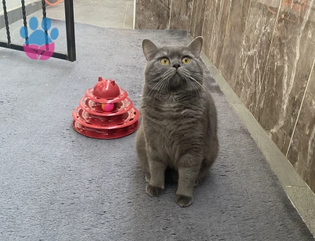 PELUŞ TÜYLÜ KİKO YENİ AİLE ARIYOR