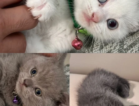 3 lü british short hair