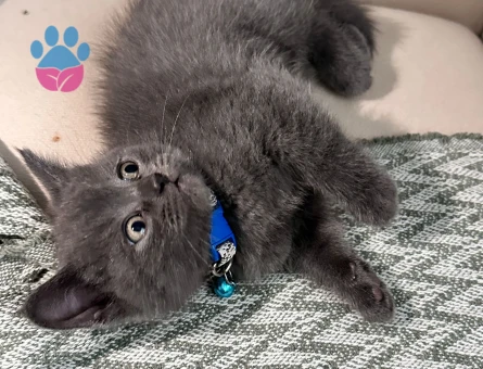 3 lü british short hair