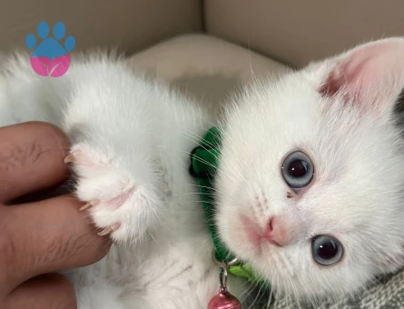 3 lü british short hair