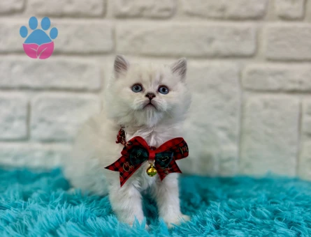 British Longhair Point Nazar Boncuğu Minnoşlar