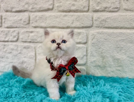 British Longhair Point Nazar Boncuğu Minnoşlar