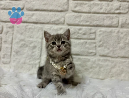 British Shorthair Tabby Dişi 2 Aylık