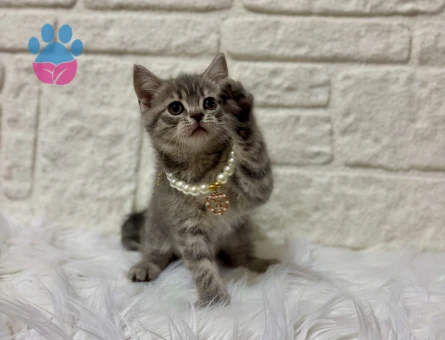 British Shorthair Tabby Dişi 2 Aylık